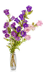 Campanula Flowers. Beautiful  hand-bell in vase isolated on white