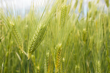  Green young spikelets of wheat close-up on the field. Ripening wheat on a sunny day