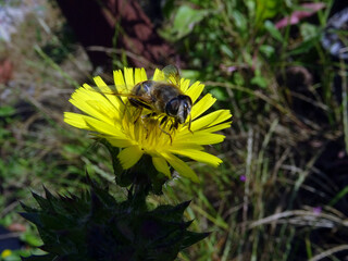 Abeille sur fleur jaune