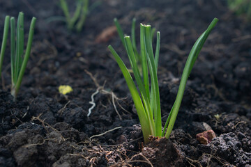 Seedlings of green onions on the fertile black ground.