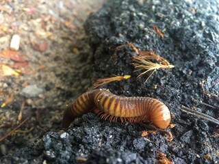 Mating millipede,millipede walking on ground in the rainy season of Thailand.and macro
