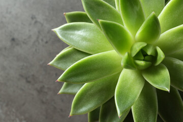 Beautiful echeveria on grey background, top view. Succulent plant