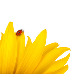 Ladybug sits on a yellow flower