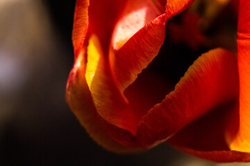orange tulip on a dark background in macro shot