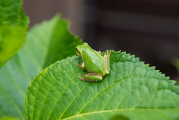 葉っぱの上にいる小さなカエル