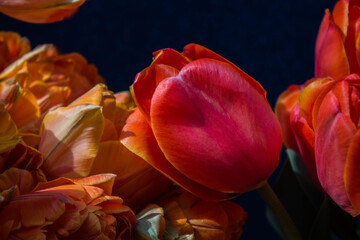 orange and red tulips on a dark blue background