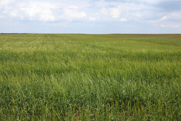 Agricultural field with ripening cereal crop under cloudy sky