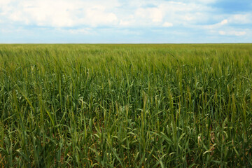 Agricultural field with ripening cereal crop under cloudy sky
