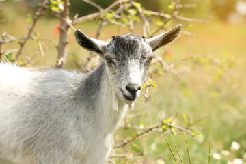 Cute grey goatling in field. Animal husbandry