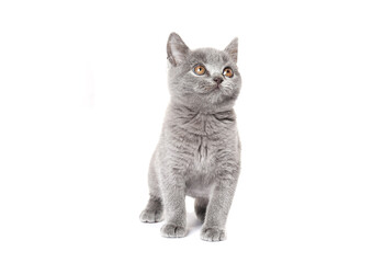 gray British Shorthair Kitten   isolated on white background