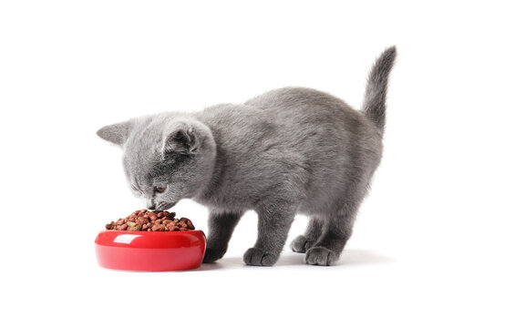 gray British Shorthair Kitten eats isolated on white background