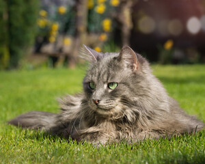 Naklejka na ściany i meble Beautiful grey longhaired cat lying on grass