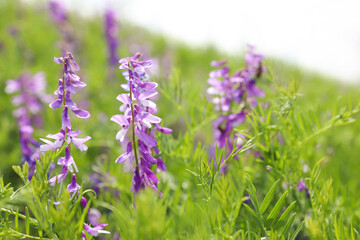 Closeup view of beautiful meadow with blooming purple flowers