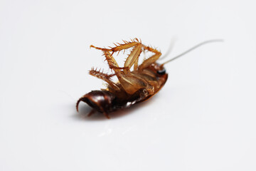Dead brown cockroach after aplication of insect repellent for pest controlling. Close up shot on a white isolated background.