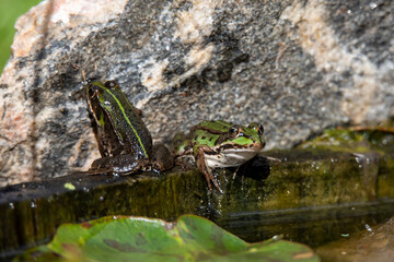 edible frog (Pelophylax esculentus) at a pond