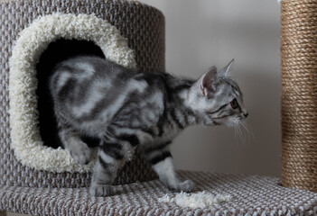 Lovable grey striped cat coming out of cat's tree in the living room. Pet's climbing and scratching tree. Cat walking to the right.