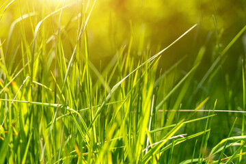 Fresh green grass background on a Sunny summer day in the Park. Can be used by designers, the concept of a summer day, outdoor recreation with family, friends.