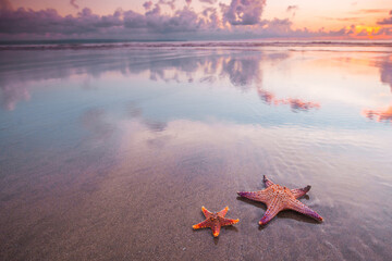 Two starfish on beach