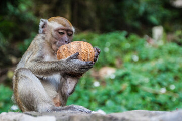 Monkey eating fresh coconut