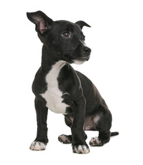 Cute little puppy isolated on white. Baby animal