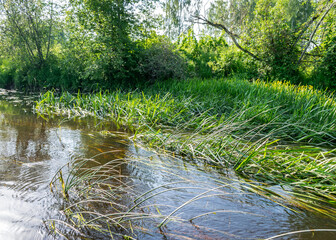 Fototapeta na wymiar summer landscape with a small forest river, beautiful reflections in the water, summer wild river reflection landscape.