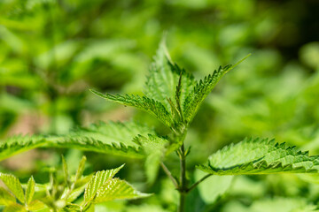 Frische grüne Brennesel Blätter, Nahaufnahme, gesunde Ernärhung