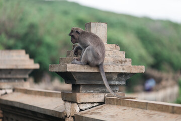 Monkeys at the temple of Uluwatu on the island of Bali, Indonesia