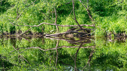 summer landscape with a small forest river, low river calm, summer wild river reflection landscape.