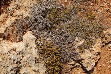 Dried plants on the ground.