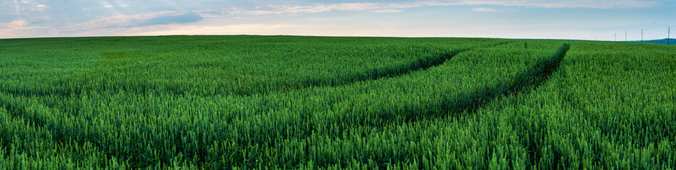 Panorama. Field of ripening green wheat. beautiful view in summer early.