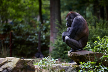 Contemplating gorilla in profile sat on tree trunk in the green trees