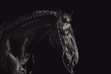 portrait of stunning friesian stallion on black background	

