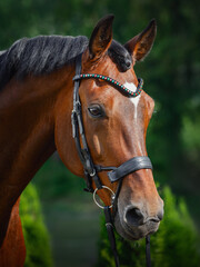 portrait of beautiful gelding horse in bridle on forest background in summer