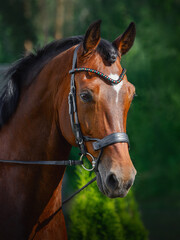 portrait of beautiful gelding horse in bridle on forest background in summer