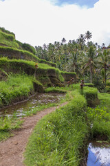 Tegallalang, Bali. Near the cultural village of Ubud is an area known as Tegallalang that boasts the most dramatic terraced rice fields in all of Bali.