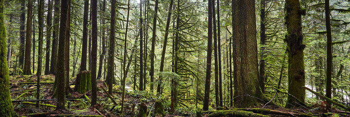 Grouse mountain grind green trees standing tall 