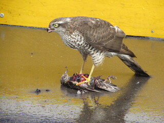 Wings of death - hawk and victim (27)