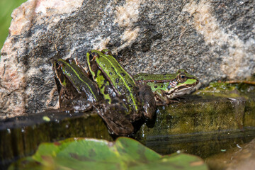 edible frog (Pelophylax esculentus) at a pond