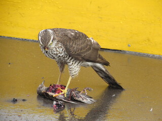 Obraz premium Wings of death - hawk and victim (24)