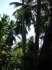 Naklejka premium Sri Lanka