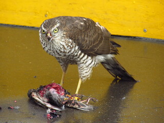 Wings of death - hawk and victim (15)