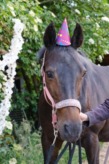 A brown mare with a purple hat, tree in background. Background for greeting card, congratulations, invitations