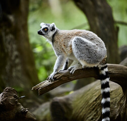 Ring tailed lima sitting on a tree branch  in the forest  