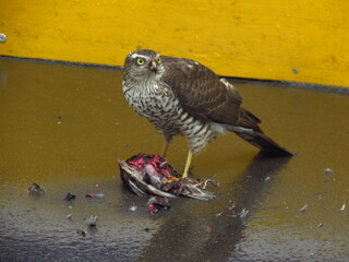 Wings of death - hawk and victim (4)