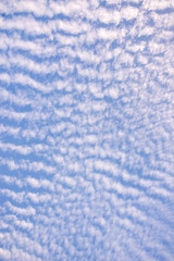 Obraz premium うろこ雲