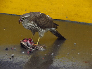 Wings of death - hawk and victim (2)