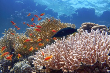Fototapeta na wymiar Beautiful tropical coral reef with diverse hard corals and shoal of coral fish