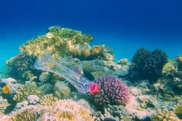Beautiful coral reef with diversity of hard corals polluted with plastic botle - environmental protection concept