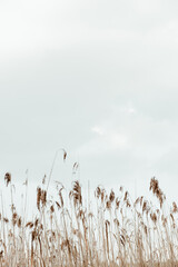Closeup of reed stalks against the blue sky. Minimal nature background.