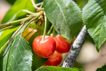New yellow ripe cherries on branch